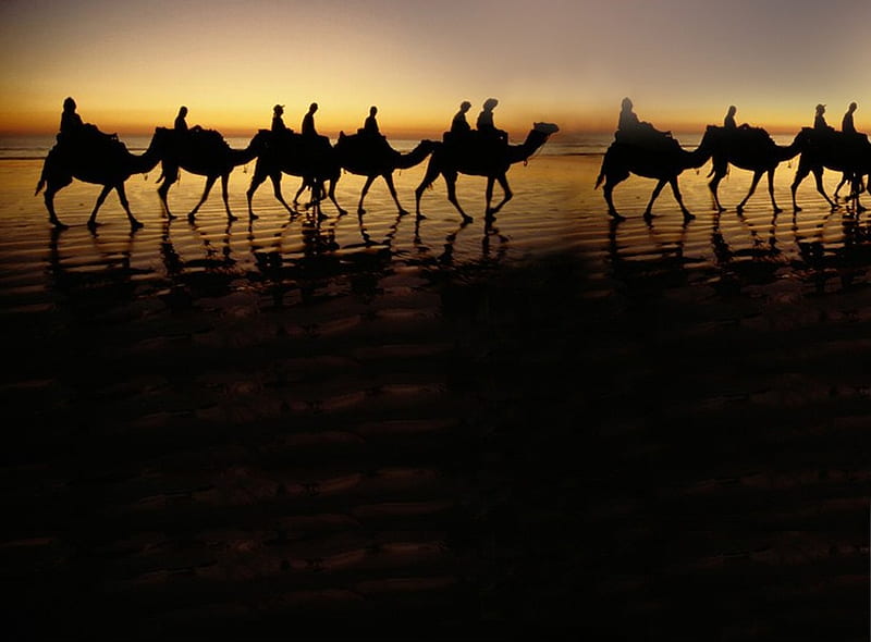 Ships Of The Desert, desert, trade, camels, sunset, caravan, HD wallpaper