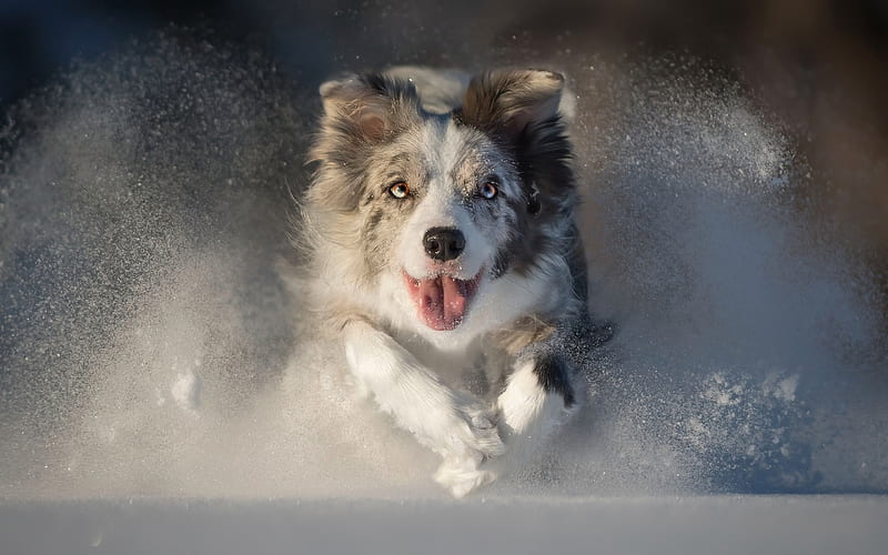 Australian Shepherd, winter, Aussie, running dog, pets, dogs, Australian Shepherd Dog, Aussie Dog, HD wallpaper