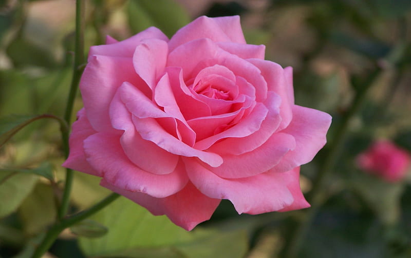 Pink Rose, rose, shadow, layers, petal, green, flowers, nature, pink ...