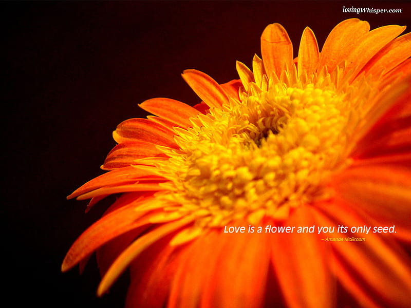 Its Only Seed, flower, seed, it, only, HD wallpaper