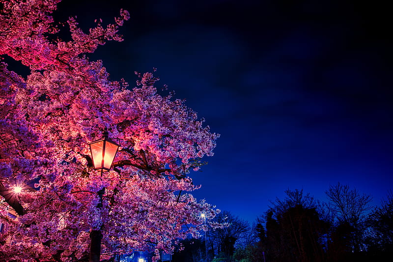 sakura, flowers, lantern, blooms, evening, spring, HD wallpaper