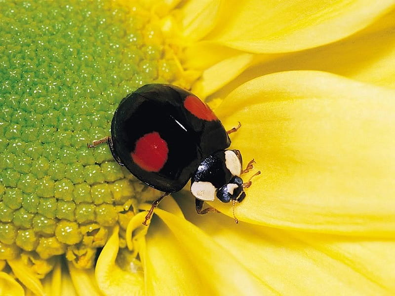 beautiful ladybird beetle 1024x768.jpg, resting, flower ladybird, ladybug, HD wallpaper