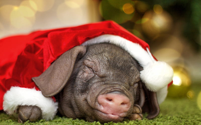 Pig, Santa Claus, New 2019 Year, funny animals, little piggy, Santa Claus hat, sleeping piglet, 2019 Year of the pig concepts, HD wallpaper