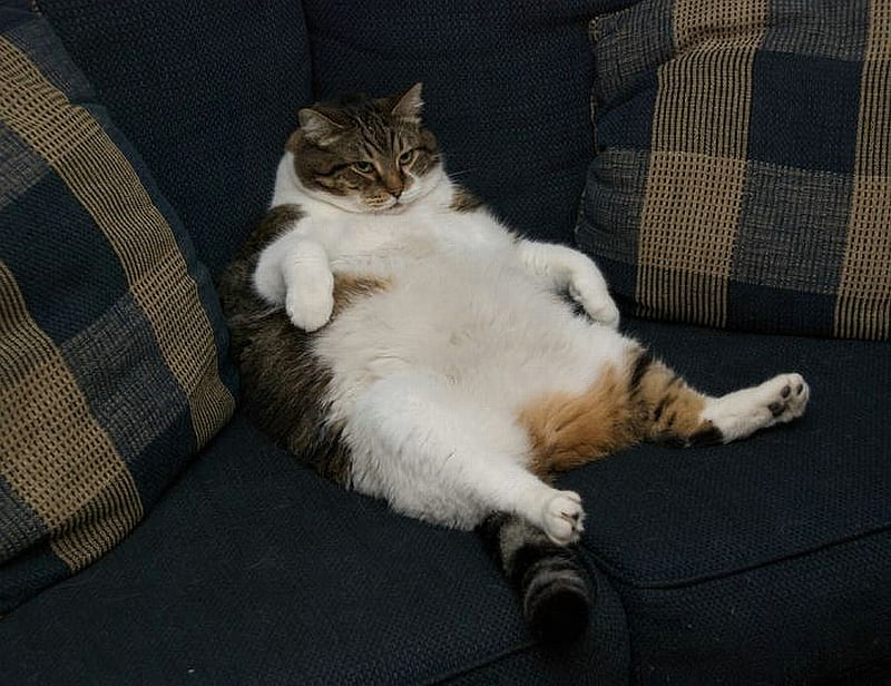 Couch Potato, big, couch, cats, animals, fat, HD wallpaper