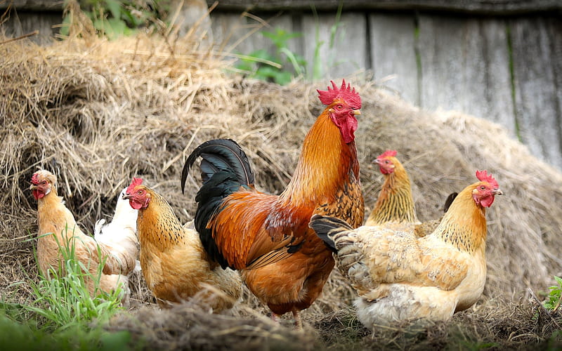 Chicken, cock, hen, coo, HD wallpaper