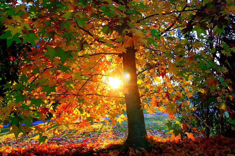 Magnificent Autumn Sun, stunning, sun, orange, high definition, yellow, nice, lightness, gold, multicolor, scenario, outstanding, autumn sun, lone tree, bright, shadows, beauty, forests, paisage, wood, paysage, brightness, golden, sky, trees, ledaf, sunrays, cool, awesome, landscape, red, colorful, scenic autumn, woods, sunny, breathtaking, bonito, carpet, seasons, trunks, leaves, roots, green, sun rays, grove, pink, magnificent, light, blue, amazing, sunlight, colors, paisagem, scdenery, colours, nature, branches, natural, scene, HD wallpaper