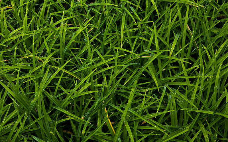 Grass Texture High Resolution