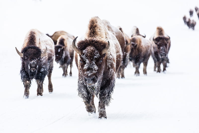 Bison group in Yellowstone, Bovinae, Bovidae, Mammalia, Bison, Yellowstone National Park, HD wallpaper