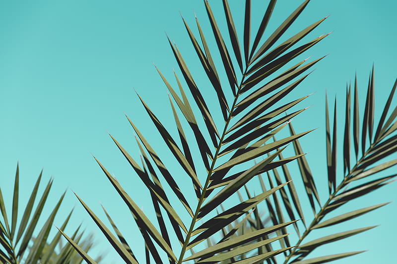 palm, branches, leaves, sky, plant, HD wallpaper
