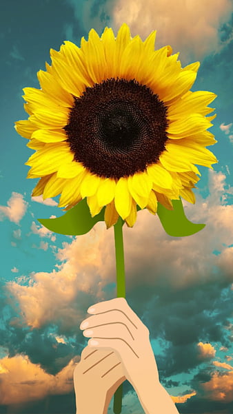 GiraSol, flower, sky, sun, sunflawers, sunlower, HD phone wallpaper | Peakpx