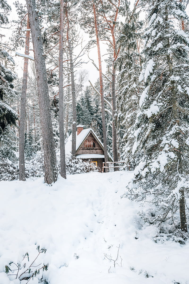 house, forest, snow, nature, winter, HD phone wallpaper