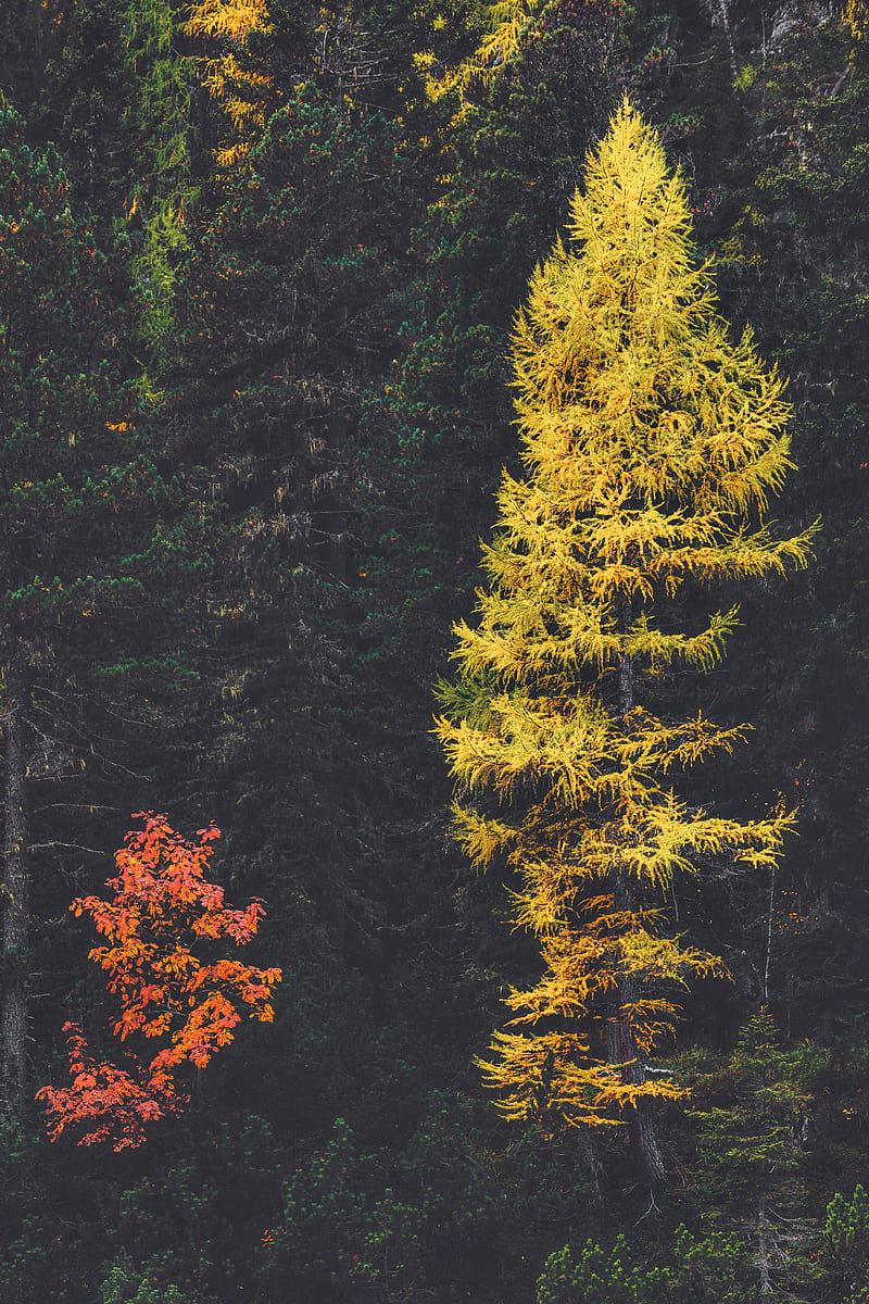 forest, conifer, trees, larch, HD phone wallpaper