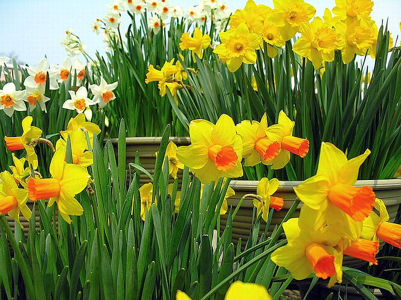 Narcissus Flowers, narcissus, flowers, bonito, HD wallpaper