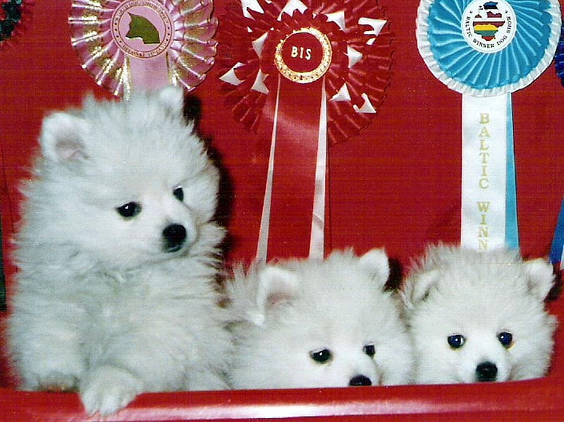 Italian spitz, breed, white, puppy, dog, HD wallpaper