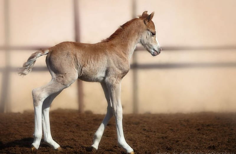 GOLDEN ROSE, cute, colt, foal, horse, baby, animal, HD wallpaper | Peakpx