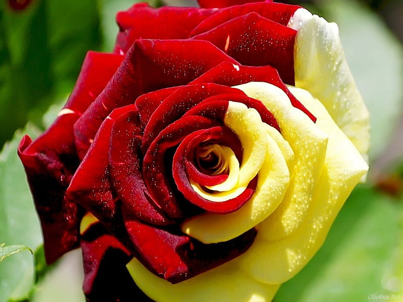 Exotic rose, flower, yellow, red, rose, HD wallpaper