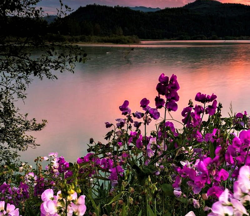 Foxglove And Sunset, pretty, Flowers, Nature, Sunset, HD wallpaper