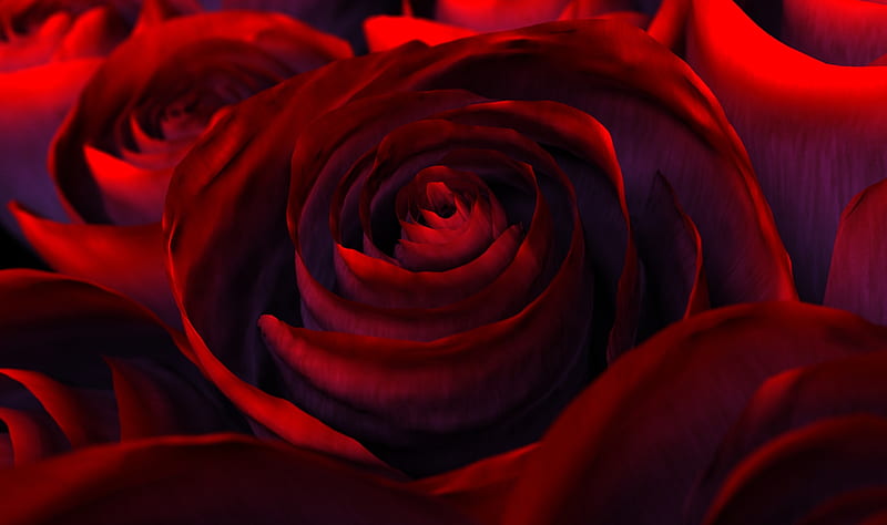 Virtual Red Rose, 3d and cg, circles, bonito, lovingly, graphy, blossom, nice, flame, close-up, love, flowers, beauty, amazing, romance, buquet, black, ardor, roses, abstract, cool, bouquet, macro, plants, awesome, passion, garden, hop, nature, petals, virtual, HD wallpaper