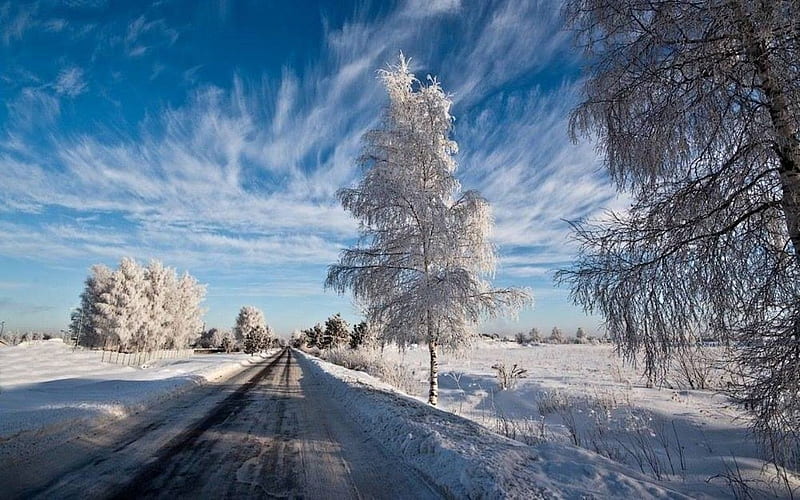 Winter Road in Latvia, snow, Latvia, birches, trees, road, frost, winter, HD wallpaper