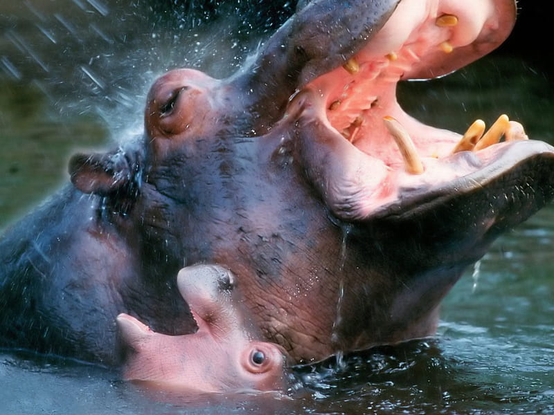 Hippopotamus Family, waterhole, hippopotamus, baby, HD wallpaper