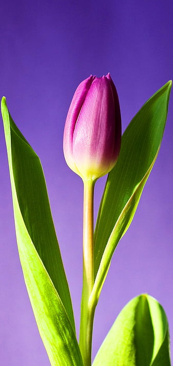 dark purple tulips wallpaper