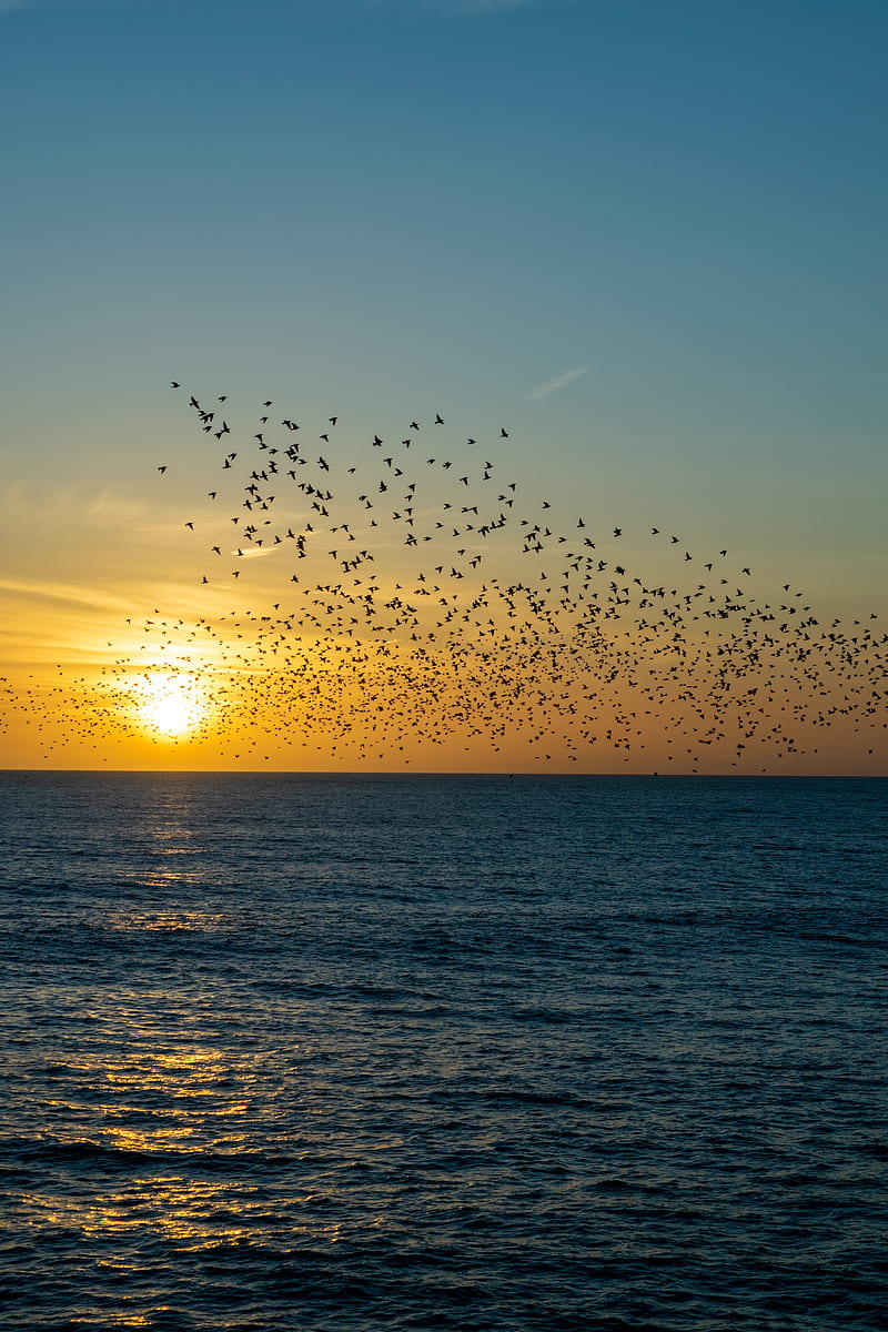 sunset, sea, birds, flock, HD phone wallpaper