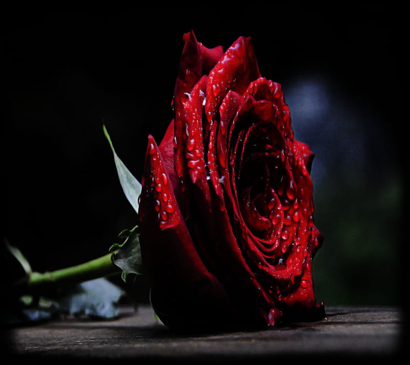 Red Rose, red, rose, HD wallpaper