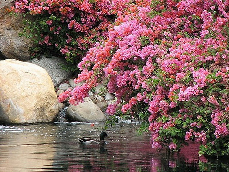 Spring swim, pond, pink flowers, duck, blooming tree, rock, swim, spring, HD wallpaper