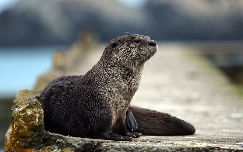 Animal, Otter, HD wallpaper