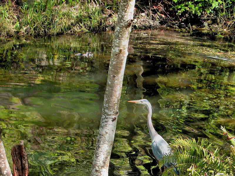 Great Blue Heron in Mill Pond, pond, reflections, great blue heron, green, HD wallpaper