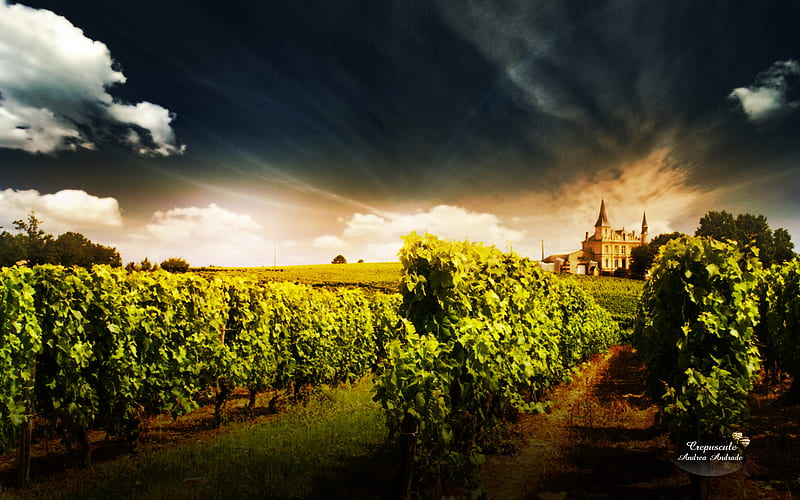 Crepuscule, vineyard, grapevines, HD wallpaper