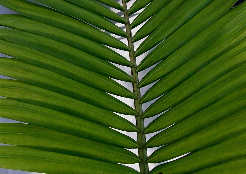 palm frond, frond, tree, palm, green, HD wallpaper
