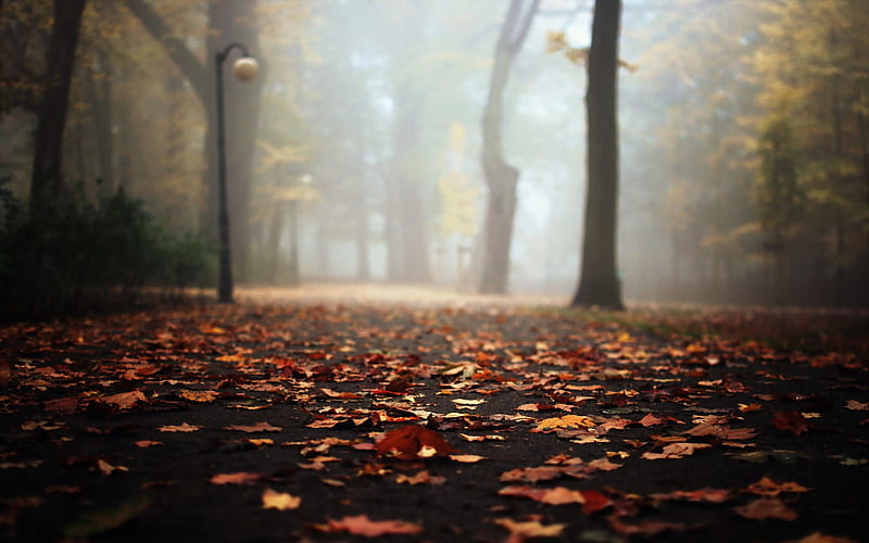 Autumn Leaves Falling On Road, autumn, leaves, nature, HD wallpaper