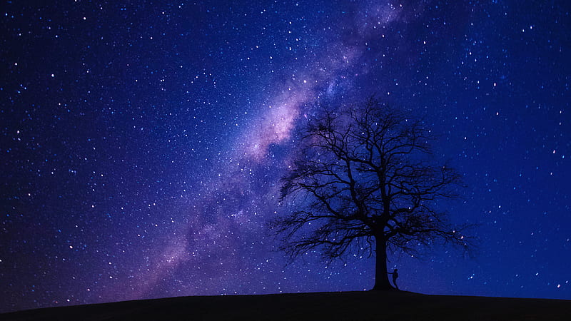 Person Beside Bare Tree at Night, HD wallpaper
