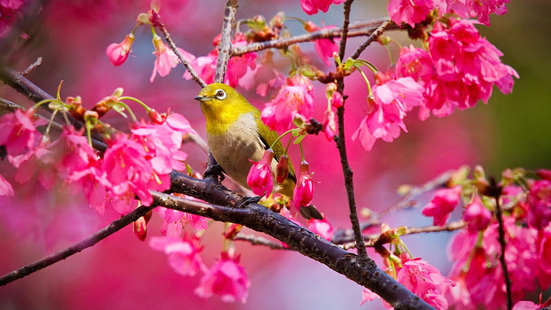 birdie in spring, yellow, spring, animal, graphy, bird, summer, flowers, nature, pink, HD wallpaper