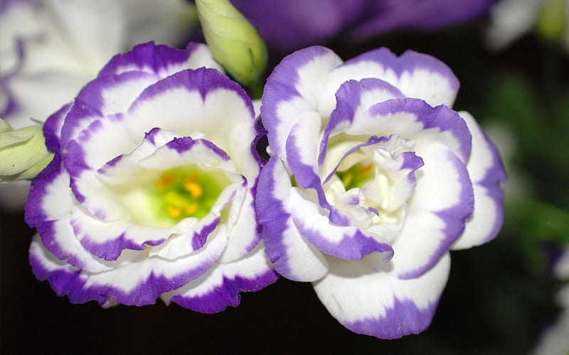 Blanco y violeta, jardín, flores, violeta, blanco, Fondo de pantalla HD |  Peakpx