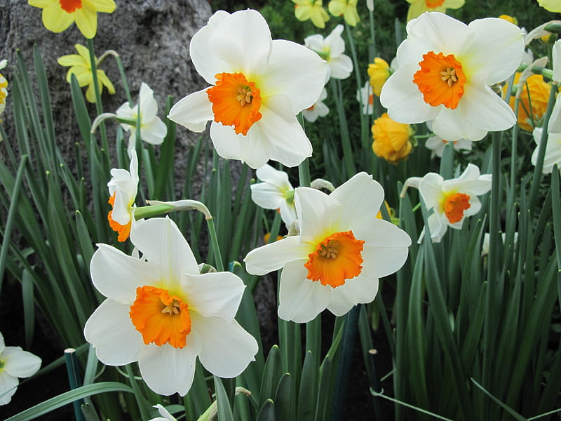 Essence of Flowers 08, Daffodils, graphy, green, orange, garden, Flowers, white, HD wallpaper