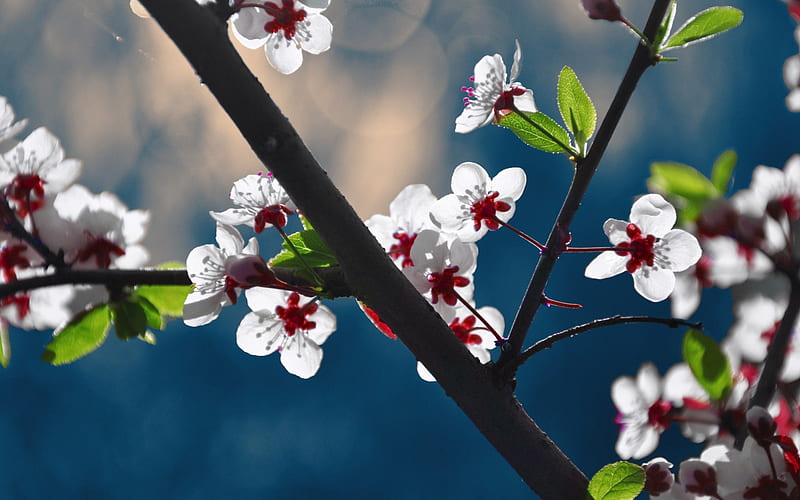 Beautiful Red and White Blossoms, red, flowers, blossoms, nature, white