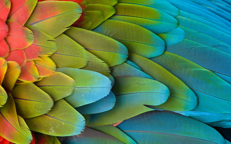 Feathers, red, green, feather, texture, parrot, wing, blue, HD wallpaper