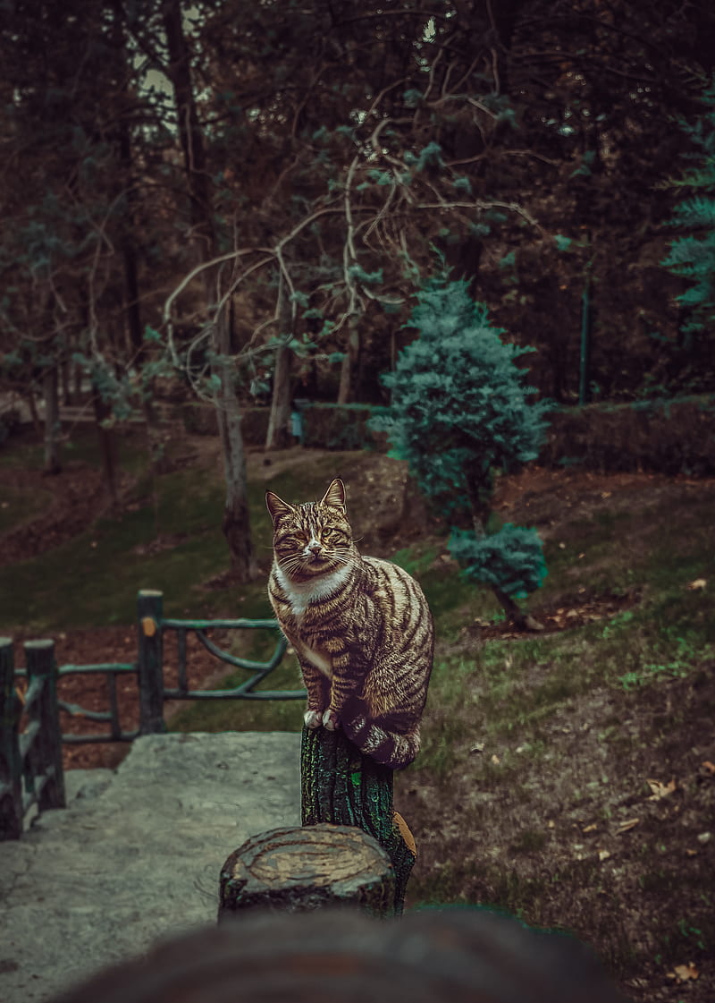 cat, striped, pet, glance, HD phone wallpaper