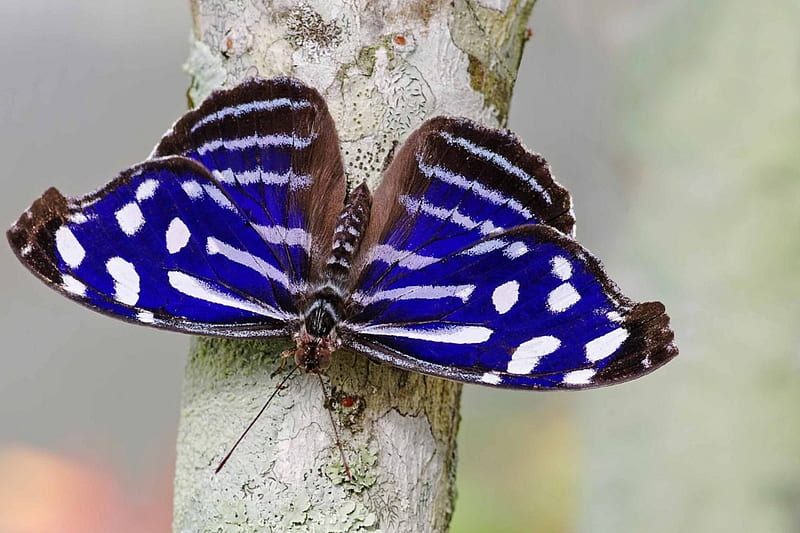 *** Lovely Butterfly ***, motyl, niebieski, pien, drzewa, HD wallpaper