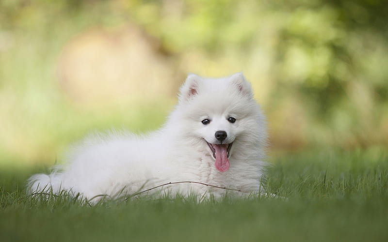 Samoyed, lawn, white dog, puppy, cute animals, small Samoyed, furry dog ...