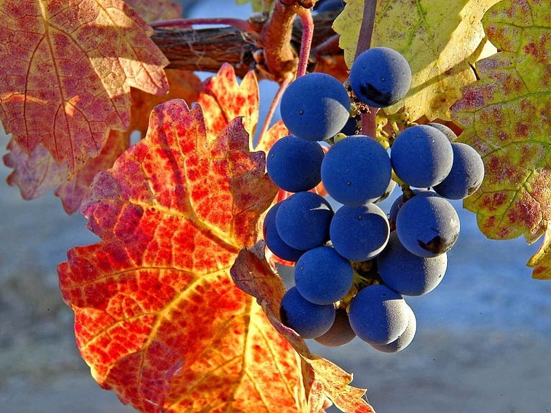 AUTUMN HARVEST, fall, food, black, harvest time, fruit, grapes, leaves, vines, winelands, HD wallpaper