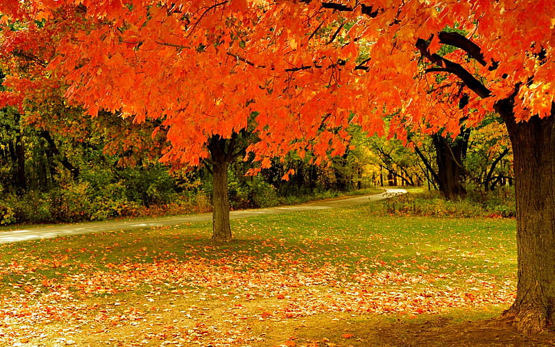 Autumn, fall, pretty, grass, woods, autumn leaves, bonito, leaves ...