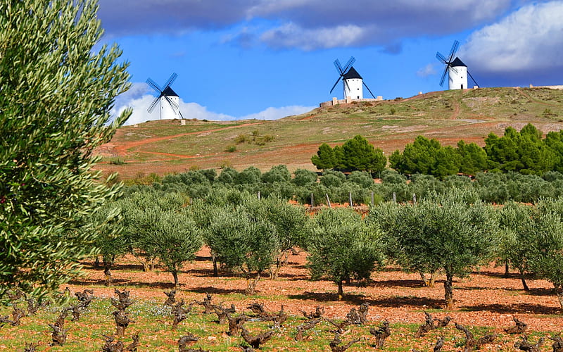 Olive Grove in Spain, grove, Spain, trees, Windmills, hill, HD wallpaper