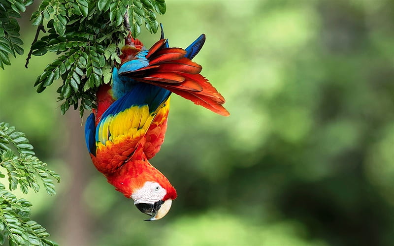 Scarlet macaw, jungle, parrots, bokeh, red parrot, Ara macao, macaw, HD wallpaper