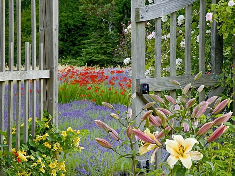Lilies by the gate, lilies, gate, garden, flowers, HD wallpaper