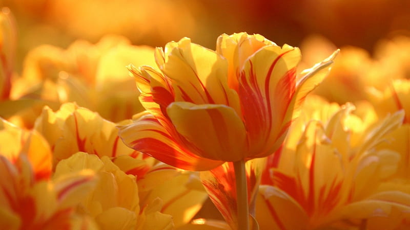Sunshine Tulips, orange, bright, flower, yellow, bonito, sunshine, tulips, HD wallpaper