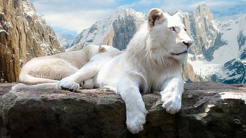White lions, mountain, feline, wildlife, nature, white, lion, animal, HD wallpaper