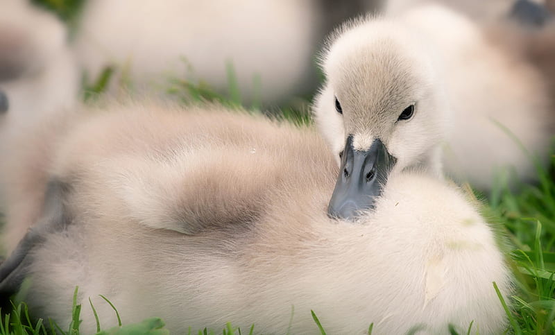 Swan baby, bird, swan, baby, cute, pasari, lebada, HD wallpaper